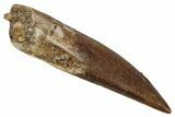 Fossil Plesiosaur (Zarafasaura) Tooth - Morocco #354720-1